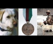 Army Dog Killed In Afghanistan Given Posthumous Medal