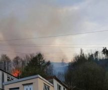 Mountain Ash:The Latest Victim Of Grass Fires